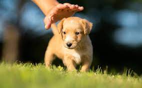 Puppy Classes: Projeto de desenvolvimento saudável de filhotes de cães e tutores