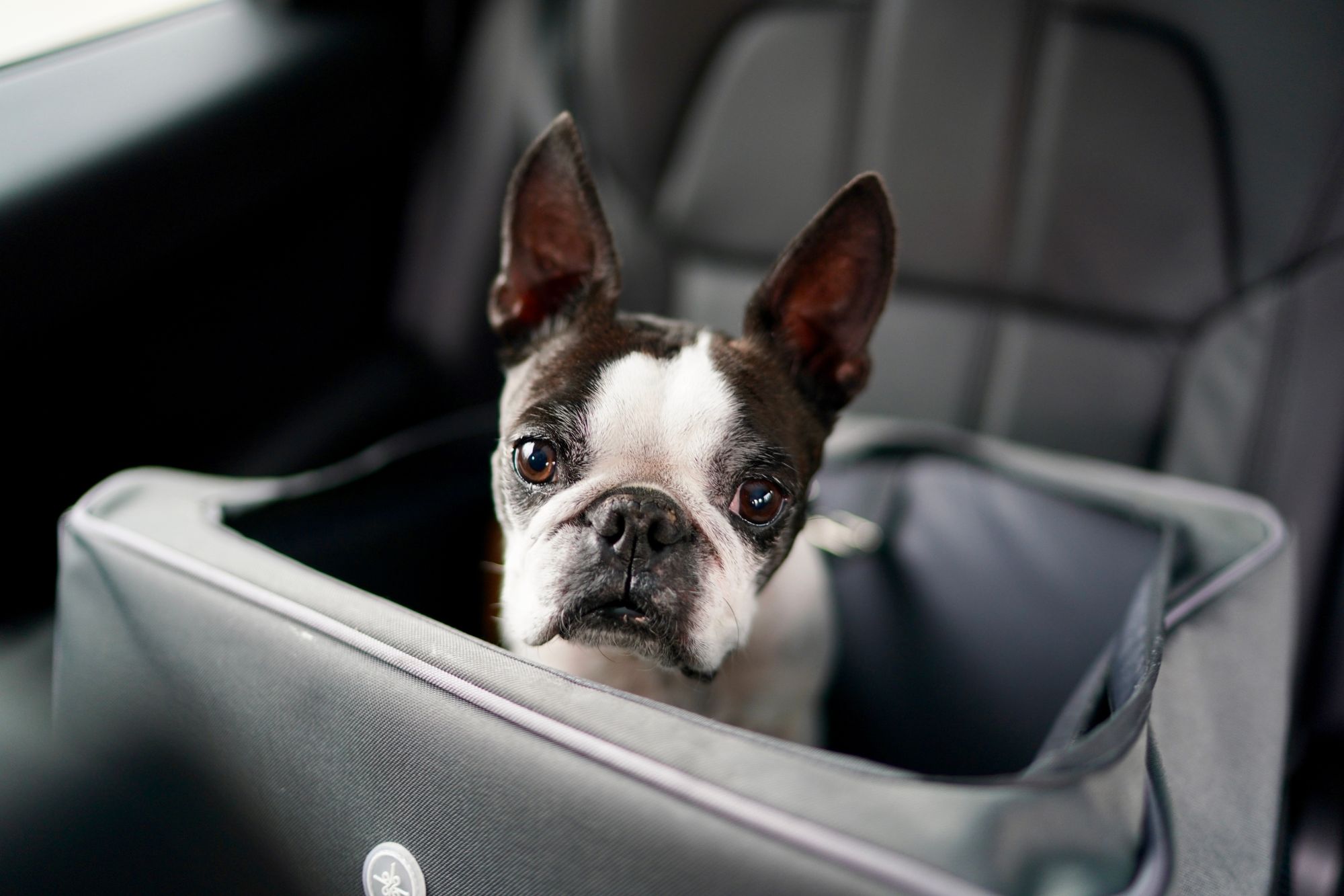 Dia dos Animais: confira dicas e acessórios para transportar pets com segurança